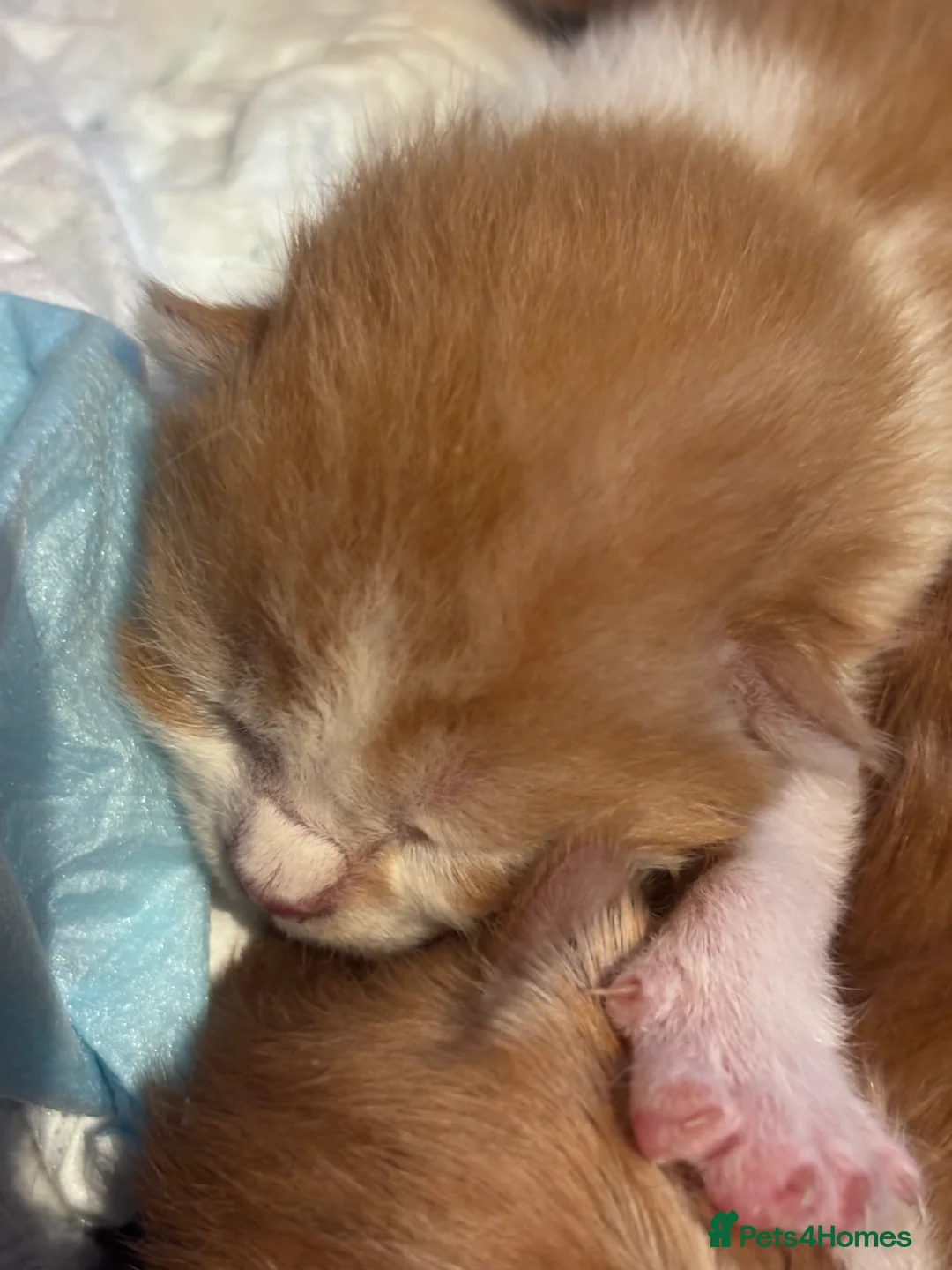 Domestic Shorthair cats for sale: UPDATE 2nd February 1 ginger and white boy left - Advert 13