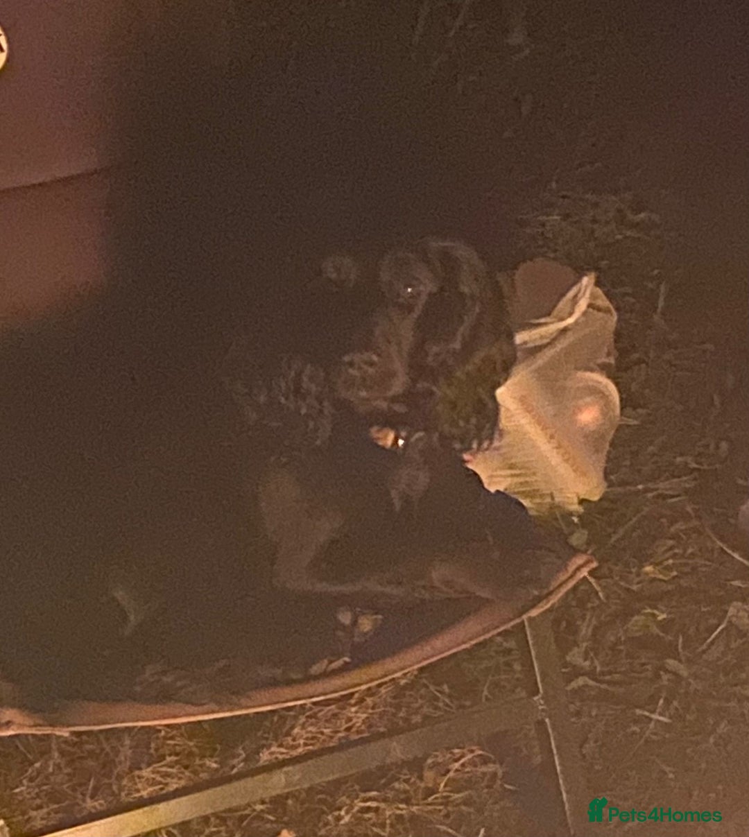 Cocker Spaniel dogs for sale: Cocker spaniel bitch available  - Advert 3