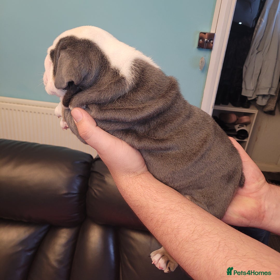 English Bulldog dogs for sale: English Bulldog puppies  - Image 9
