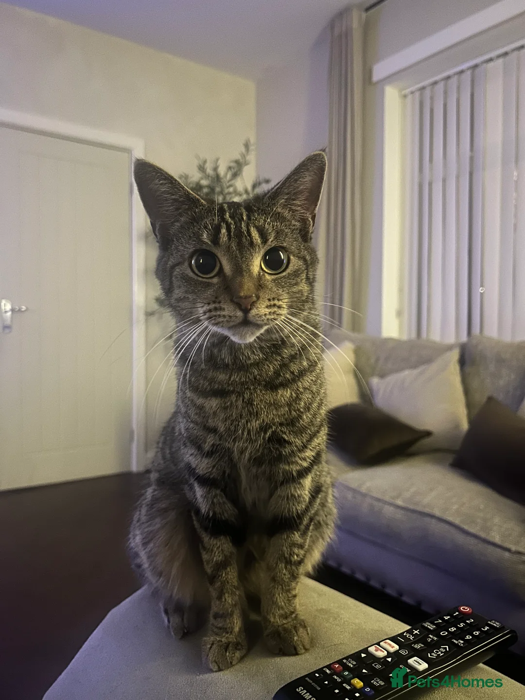 Mixed Breed cats for sale: Special Little Kitten Looking for a Loving Home - Advert 3