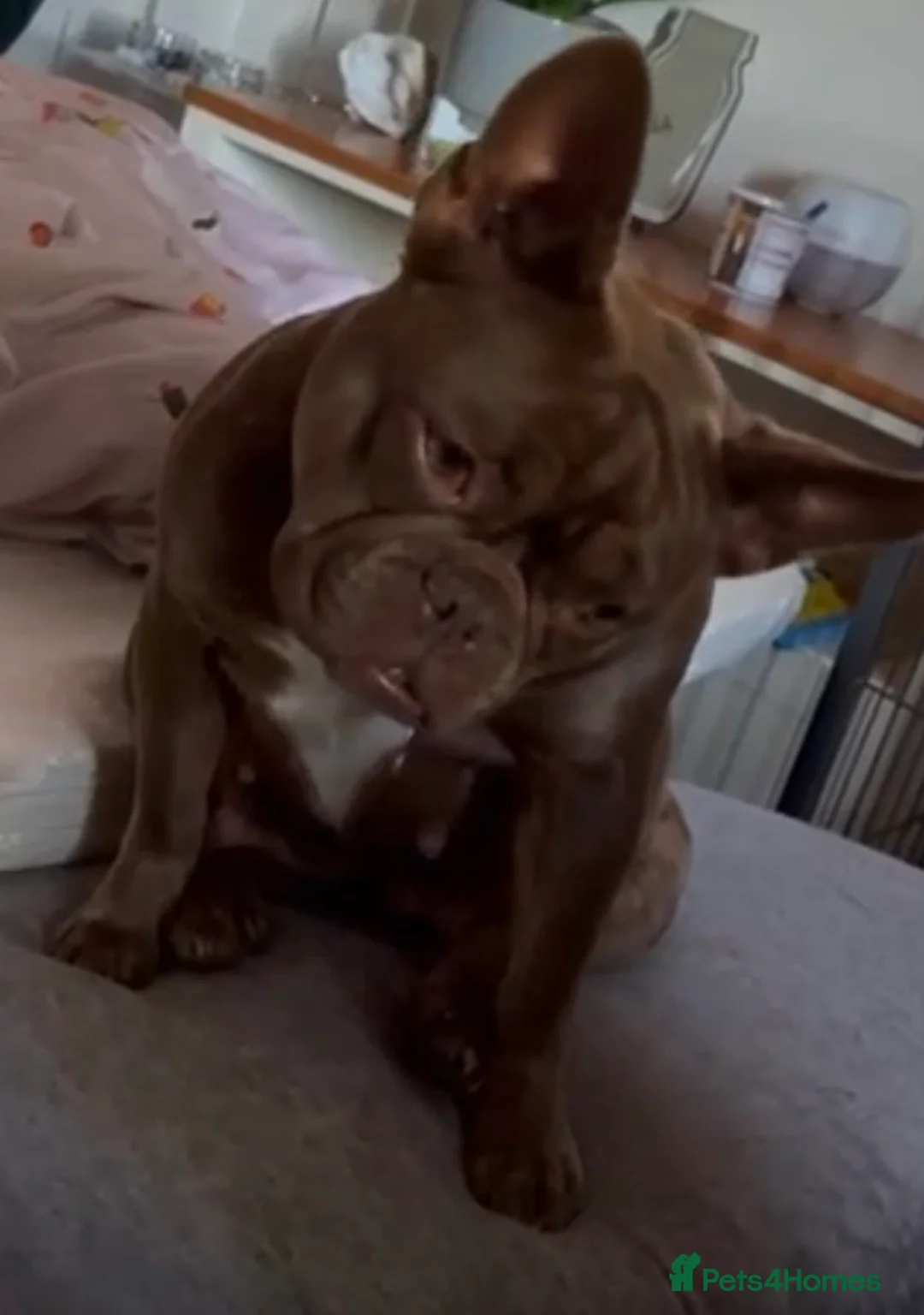 French Bulldog dogs for sale: Looking for a new forever home - Advert 4