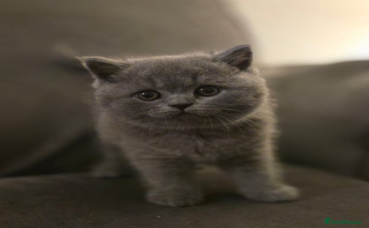 British Shorthair cats - Advert 8