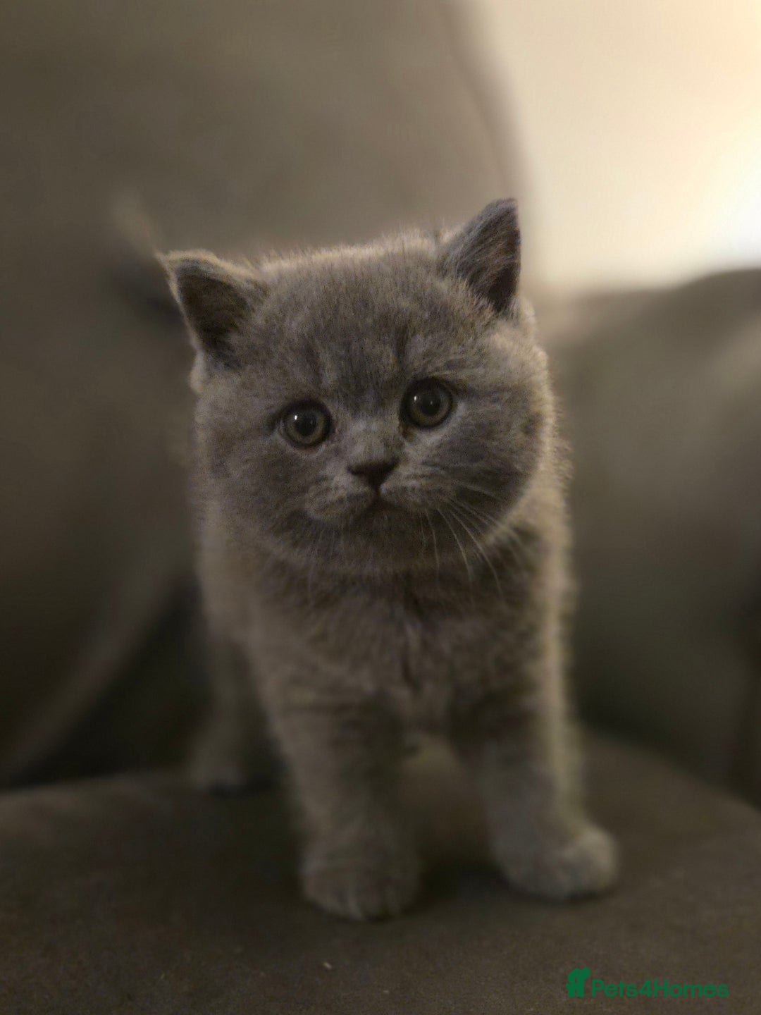 British Shorthair cats for sale: Gccf registered blue British shorthair boy left  - Advert 13