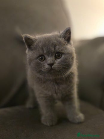 British Shorthair cats - Advert 8