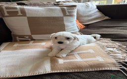 Maltipoo dogs for sale: Beautiful fluffy puppys - Image 3