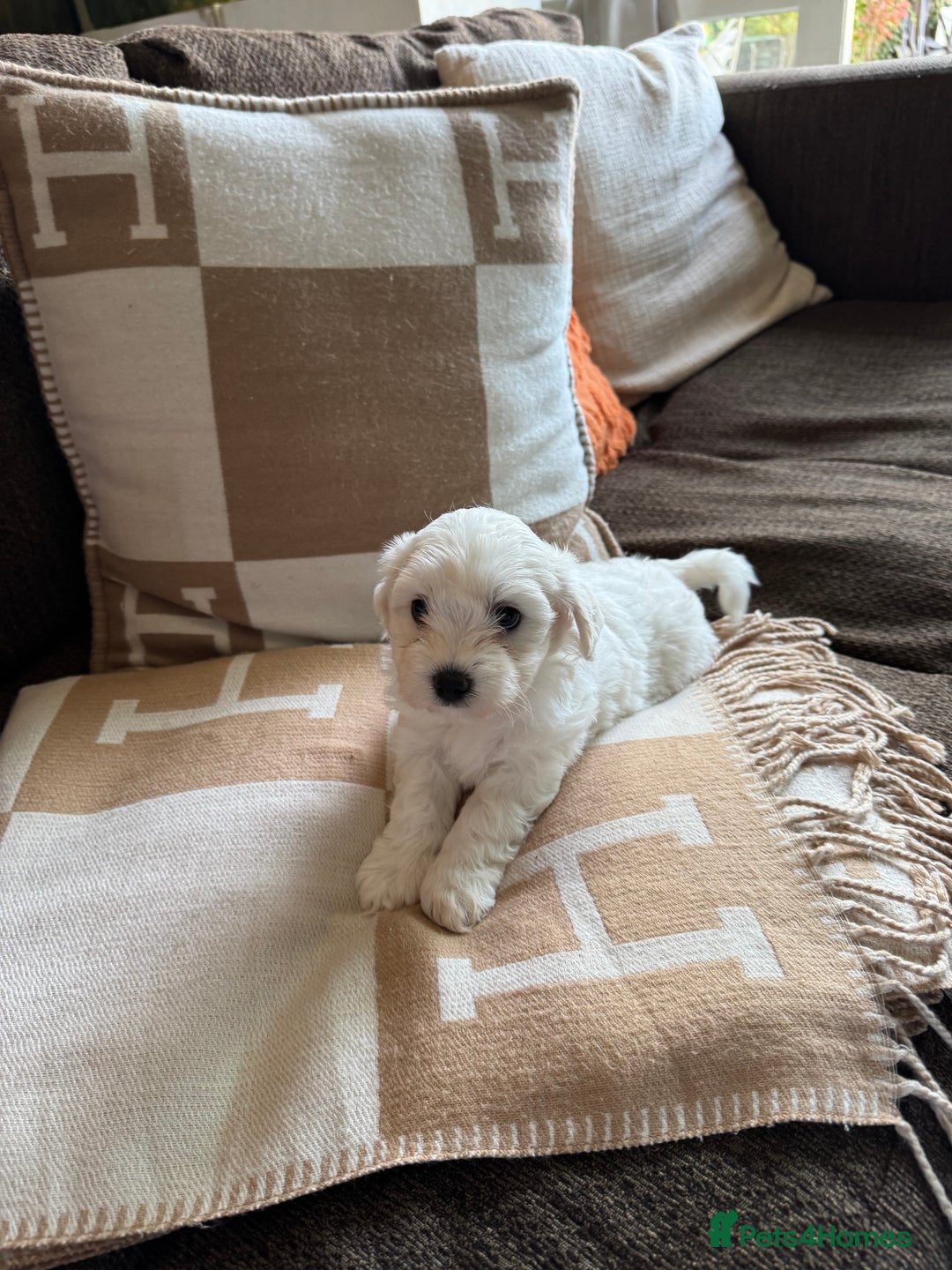 Maltipoo dogs for sale: Beautiful fluffy puppys - Image 3