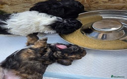 Shihpoo dogs for sale: F2 shihpoo puppies. - Image 20