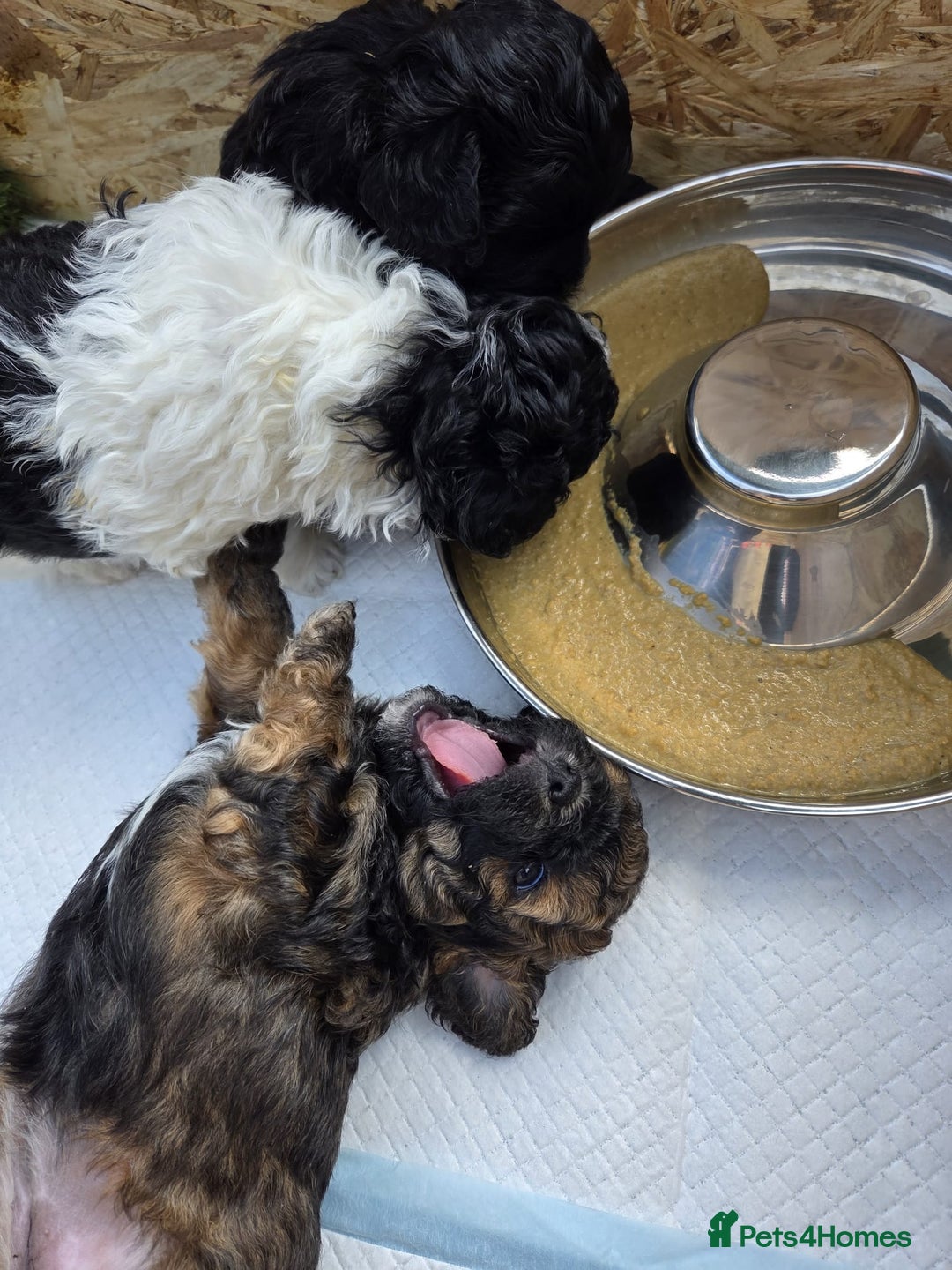 Shihpoo dogs for sale: F2 shihpoo puppies. - Image 20