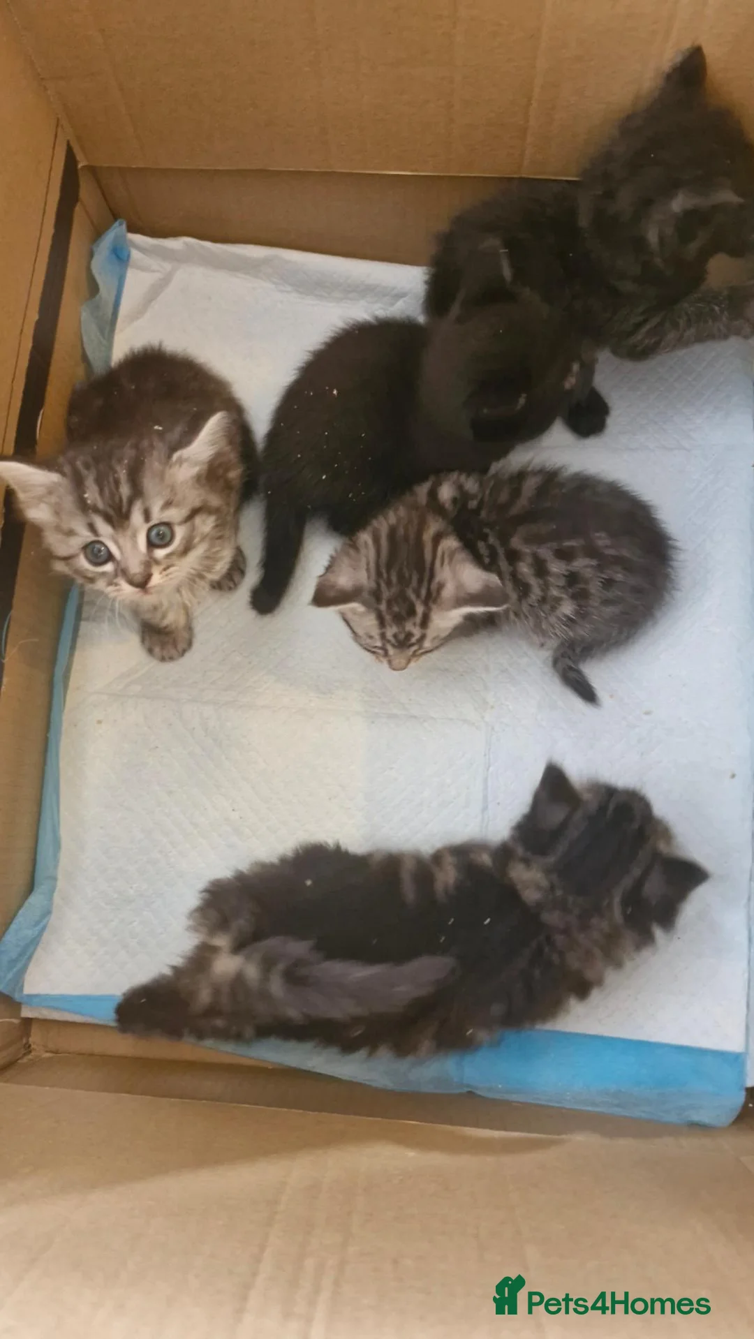 Mixed Breed cats for sale: Re available 2 girls one long hair - Advert 2
