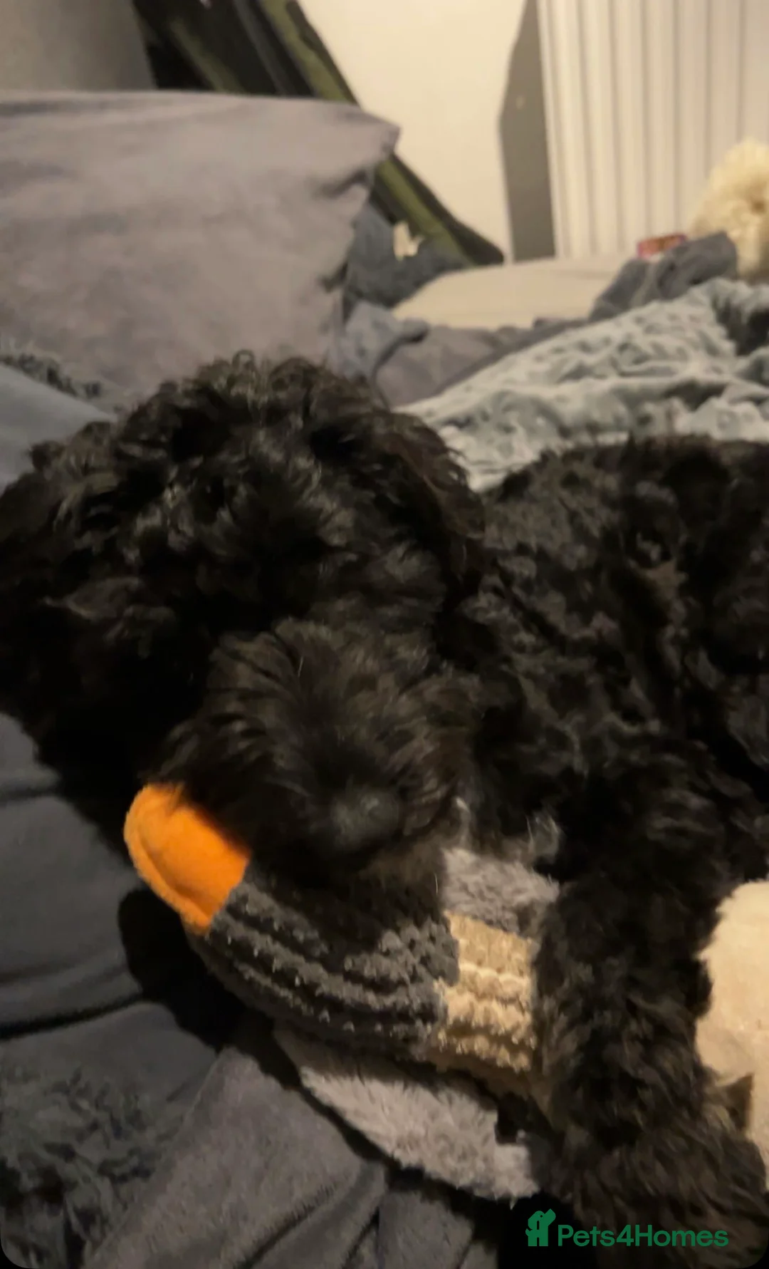 Sheepadoodle dogs for sale: Sheepadoodle puppies - Advert 2