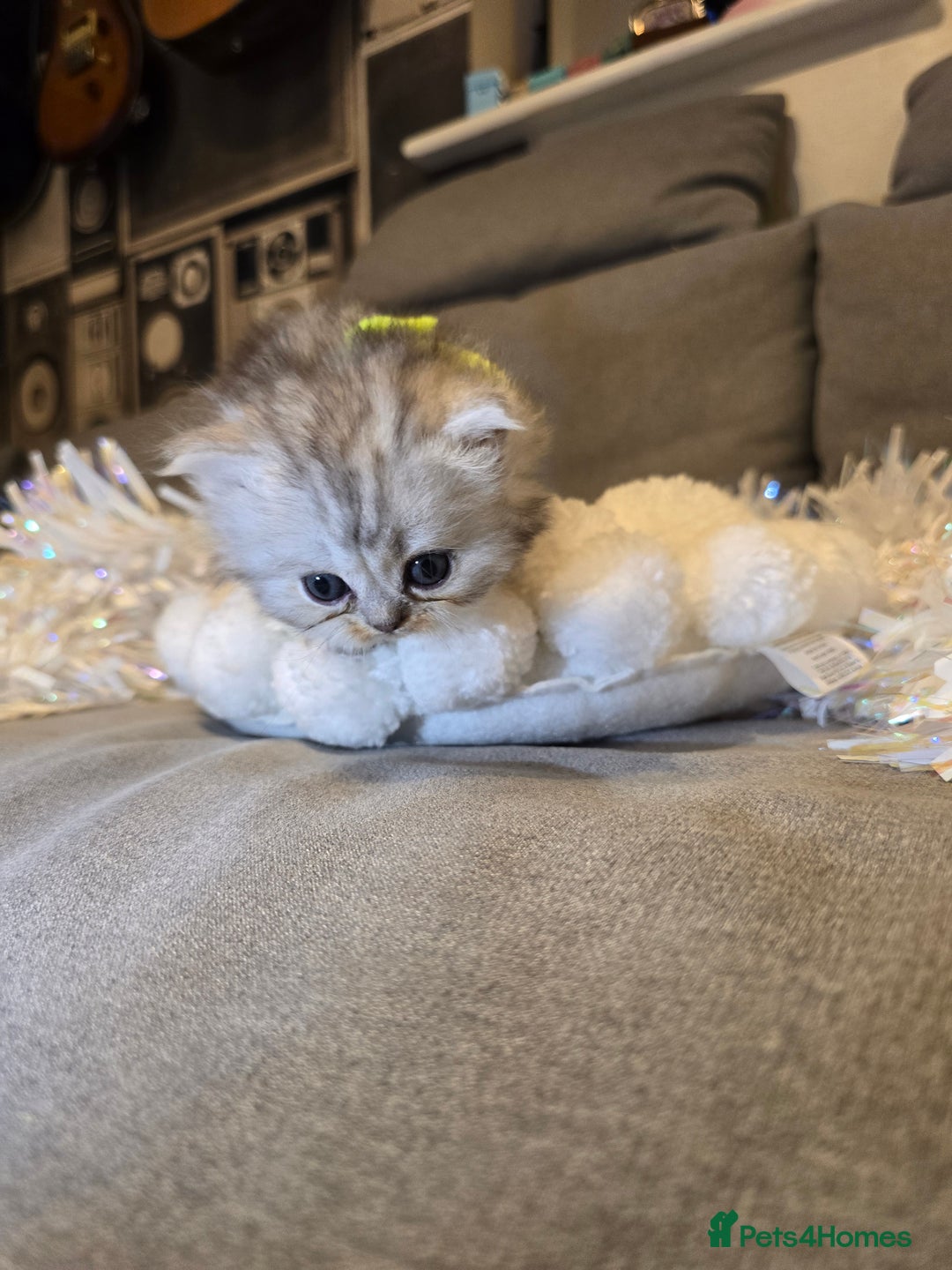 Persian cats for sale: Persian fluffy angels - Advert 18