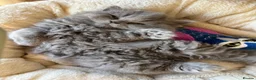 British Longhair cats for sale: British Longhair kittens GCCF Registered.  - Advert 6