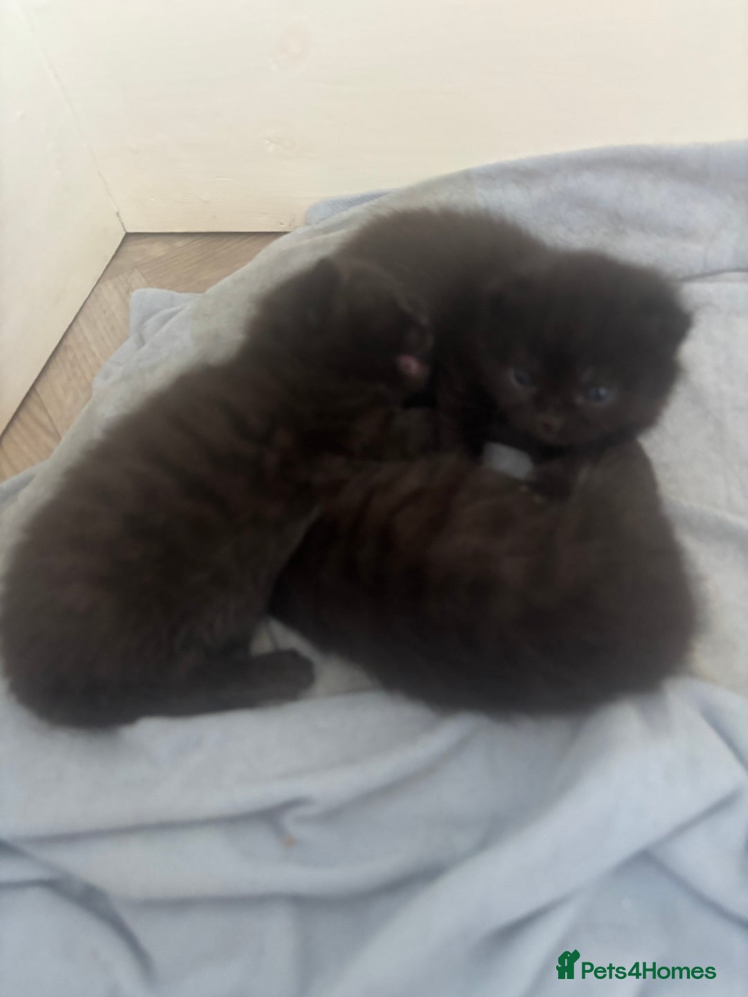 Domestic Shorthair cats for sale: Domestic and BSH Kittens  - Image 2