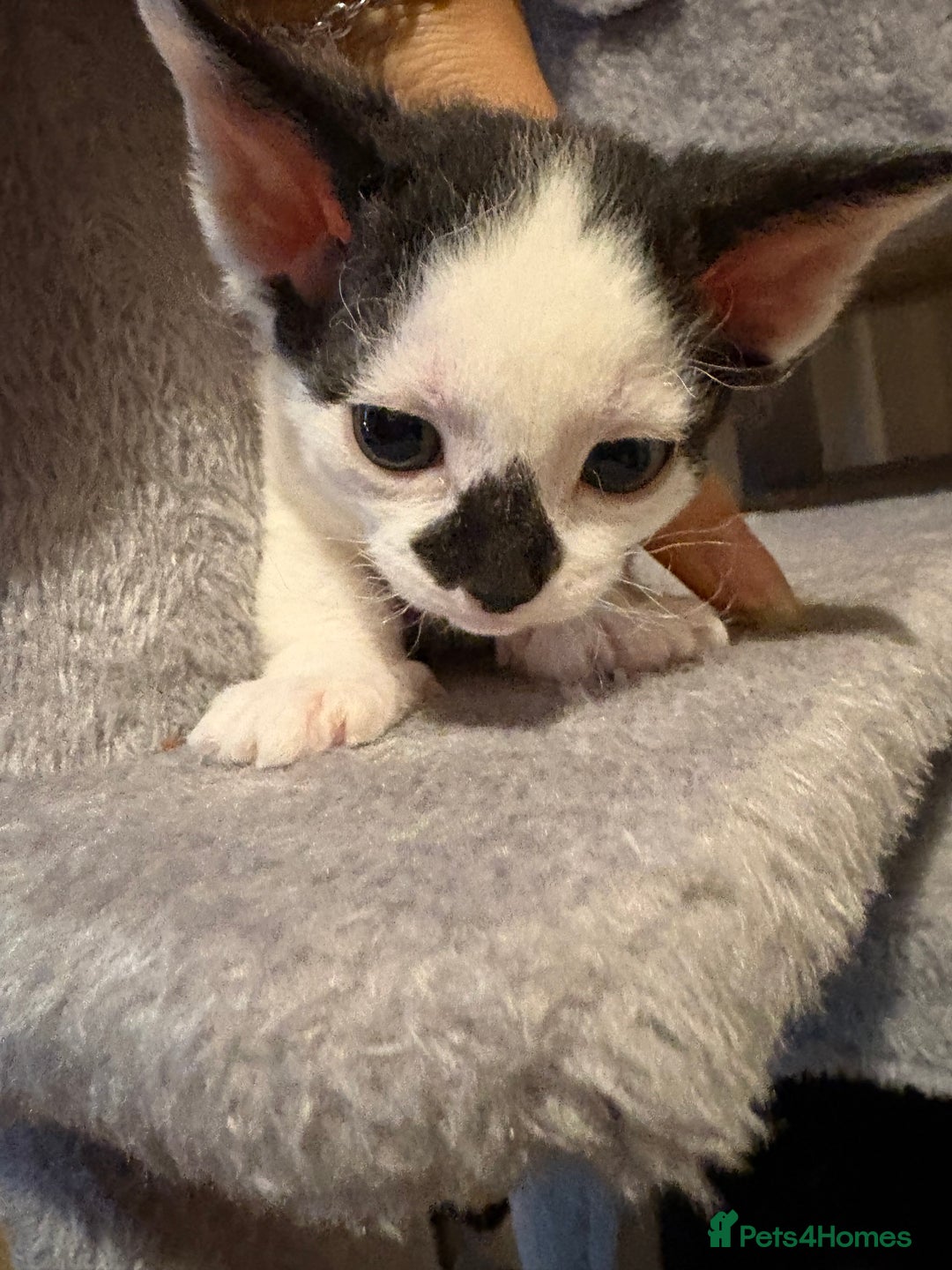 Mixed Breed cats for sale: Seven Tiny Adventures Waiting for Their Families - Advert 27