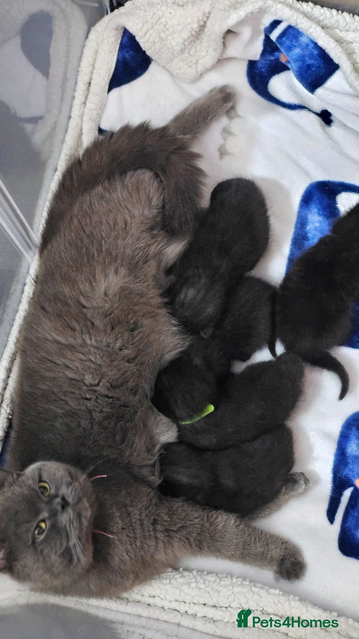 Mixed Breed cats Black British Shorthair Cross Kittens - Advert 1
