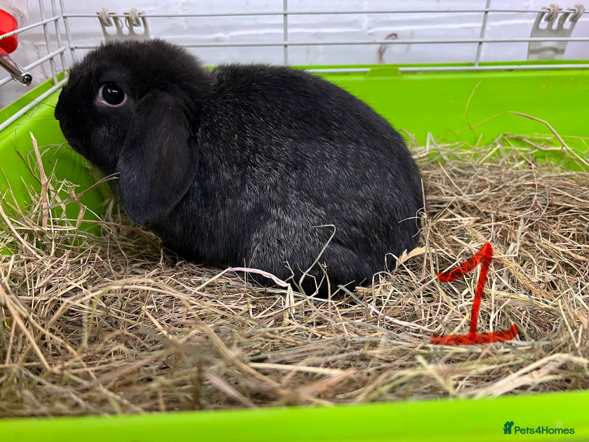 Mini Lop rabbits Beautiful Mini Lop Boys  - Advert 1