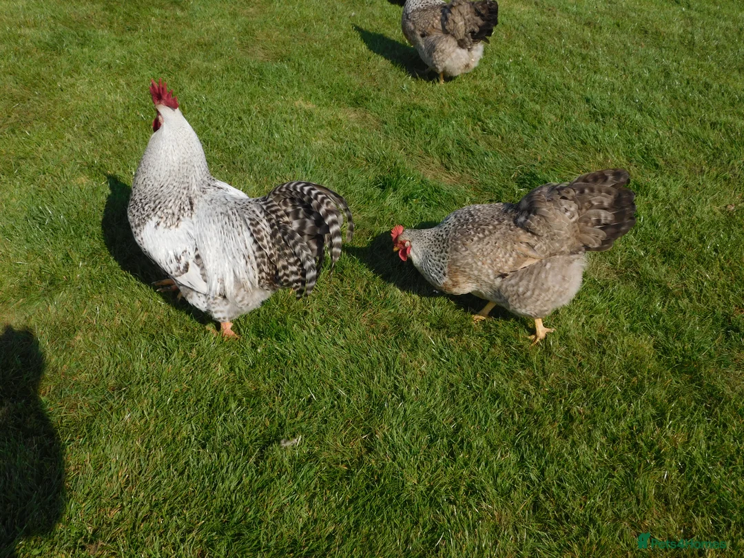 Chickens poultry for sale: Silver Bielefelder Hatching Eggs x 6 - Advert 2