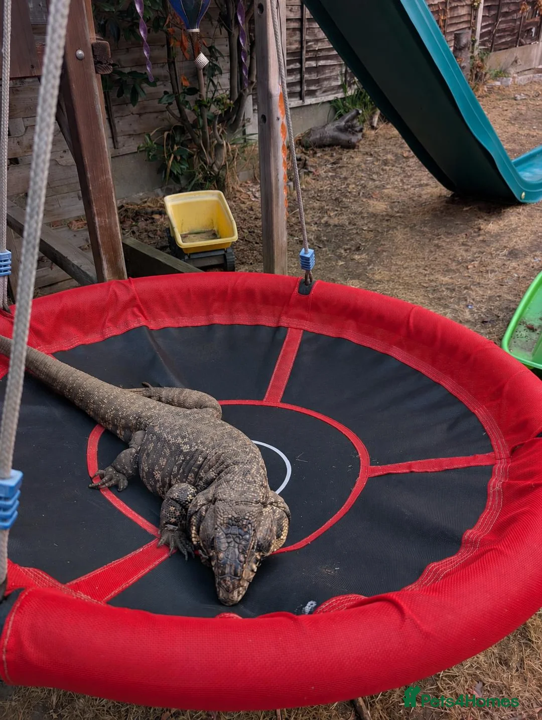 Monitor reptiles for sale: Adult male tegu  - Advert 3