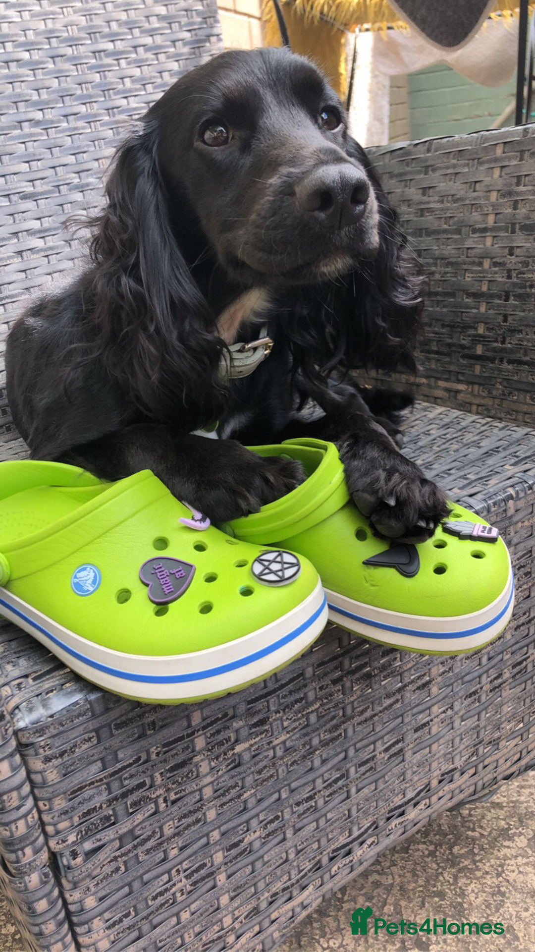 Cocker Spaniel dogs for stud: KC registered Cocker Spaniel Striker for stud - Image 26