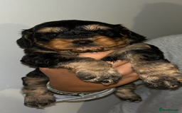Cavapoo dogs for sale: 6 gorgeous extensively health tested cavapoo’s - Image 1