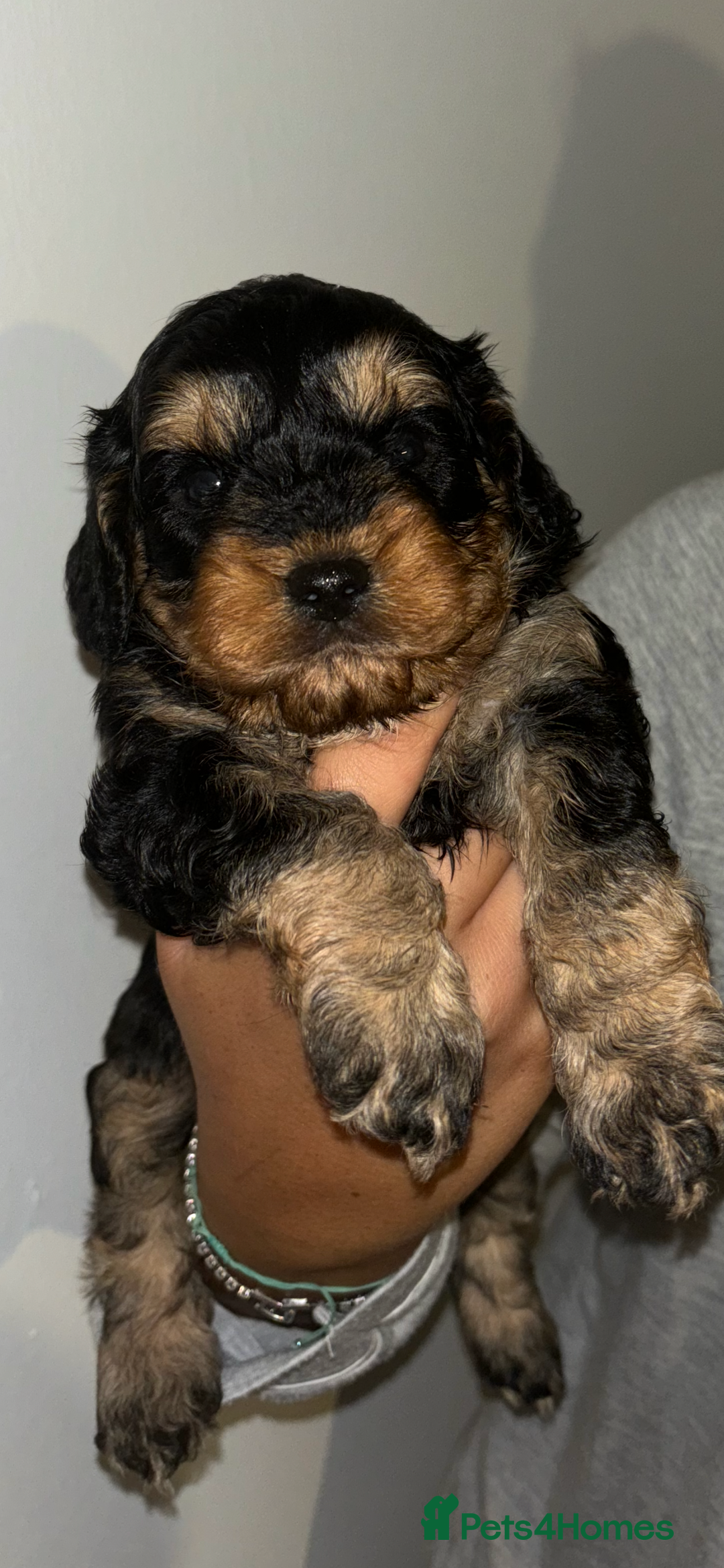 Cavapoo dogs for sale: 6 gorgeous extensively health tested cavapoo’s - Image 1