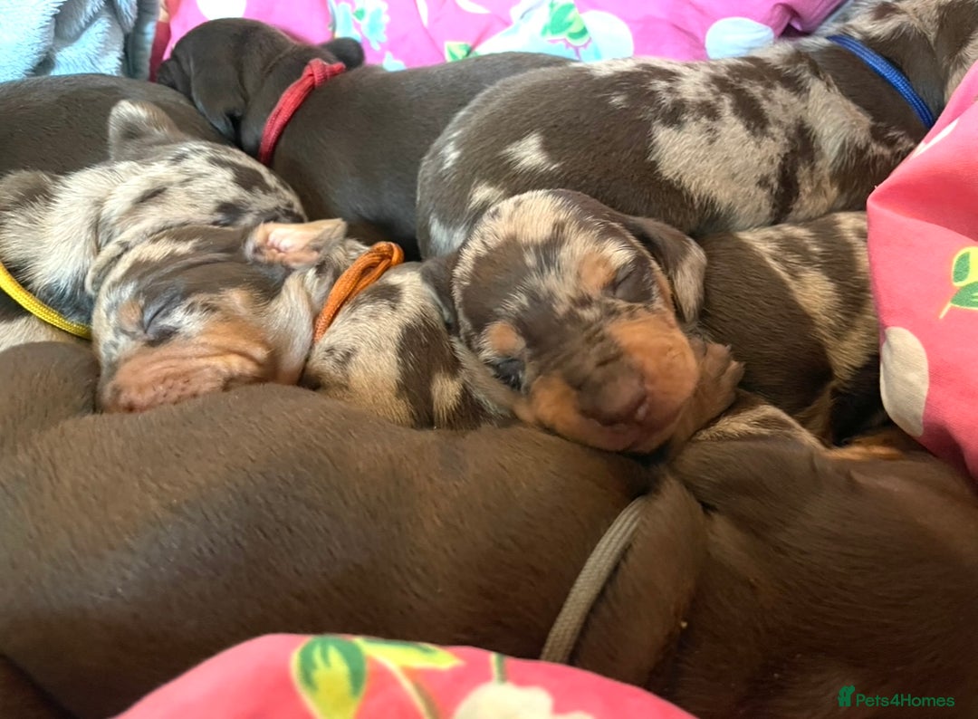 Miniature Dachshund dogs for sale: 8 MINIATURE DACHSHUNDS - Advert 15