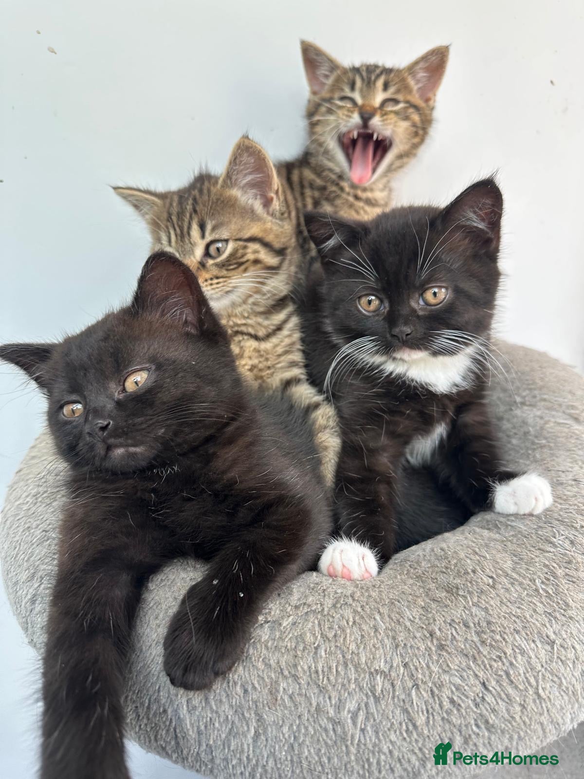 Mixed Breed cats 🐾 Beautiful Half British Shorthair Kittens 🐾 - Advert 2