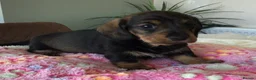 Miniature Dachshund dogs for sale: SOMETHING A LITTLE DIFFERENT..MINI DACHSHUNDS  - Advert 9