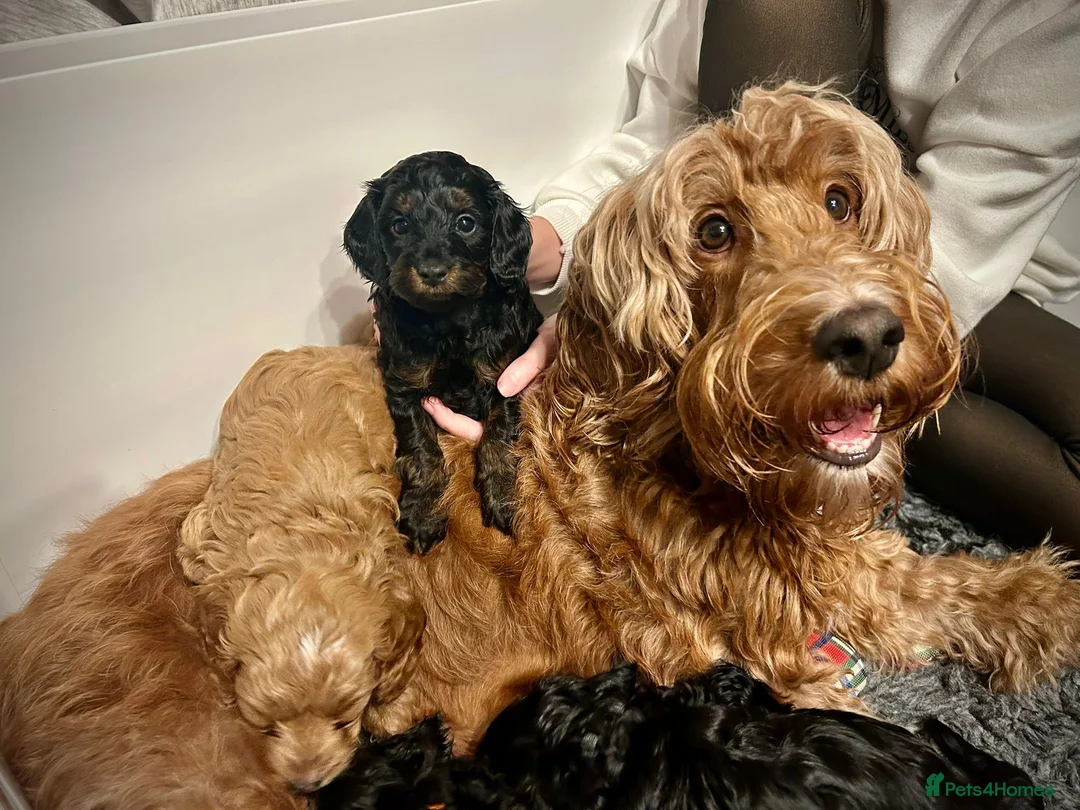 Cockapoo dogs for sale:  READY NOW!! 💙🐶💙2 boys Amazing F1b Cockapoos  - Advert 8