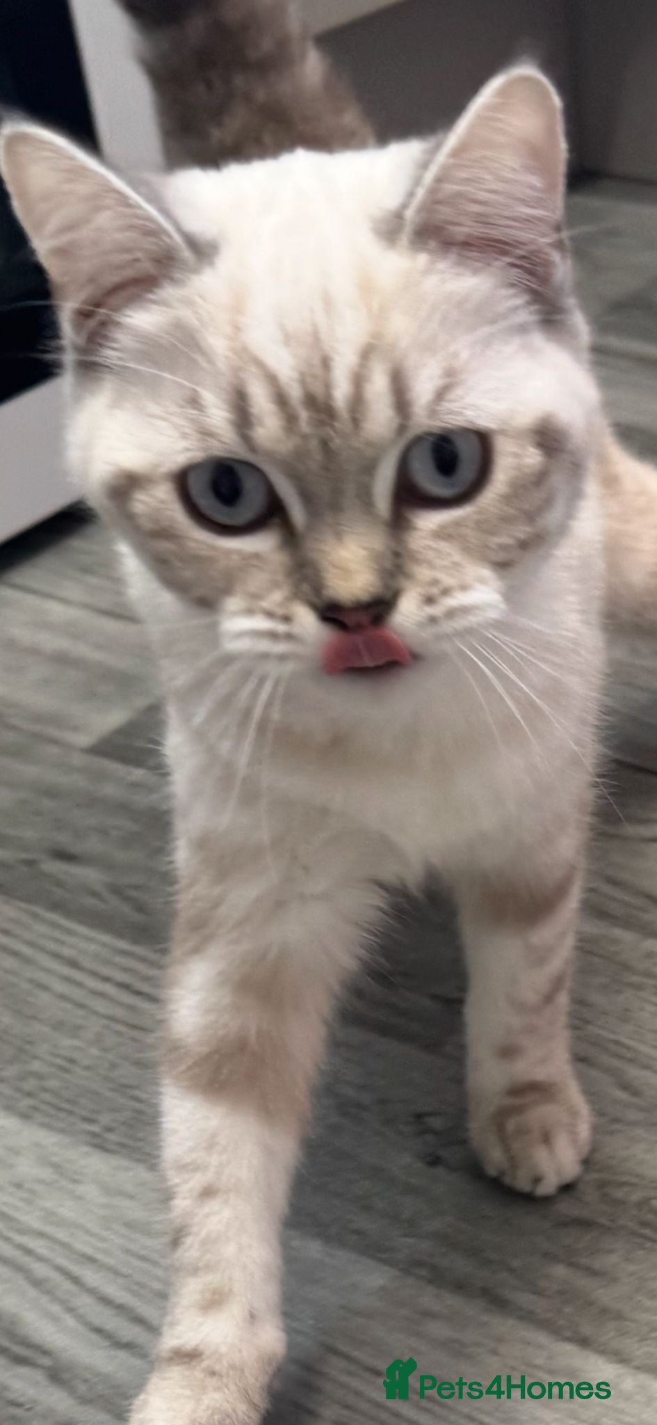 British Shorthair cats CREAM BRITISH SHORT HAIRED KITTEN FOR SALE - Advert 2