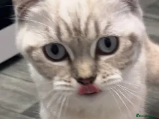 British Shorthair cats CREAM BRITISH SHORT HAIRED KITTEN FOR SALE - Advert 1