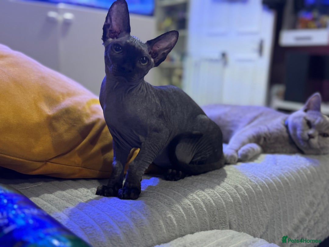Sphynx cats for sale: Boy available  - Image 5