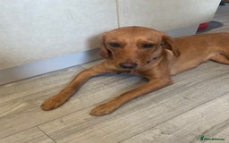 Labrador Retriever dogs for sale: 11month Fox red lab pup- pls read description  - Image 5