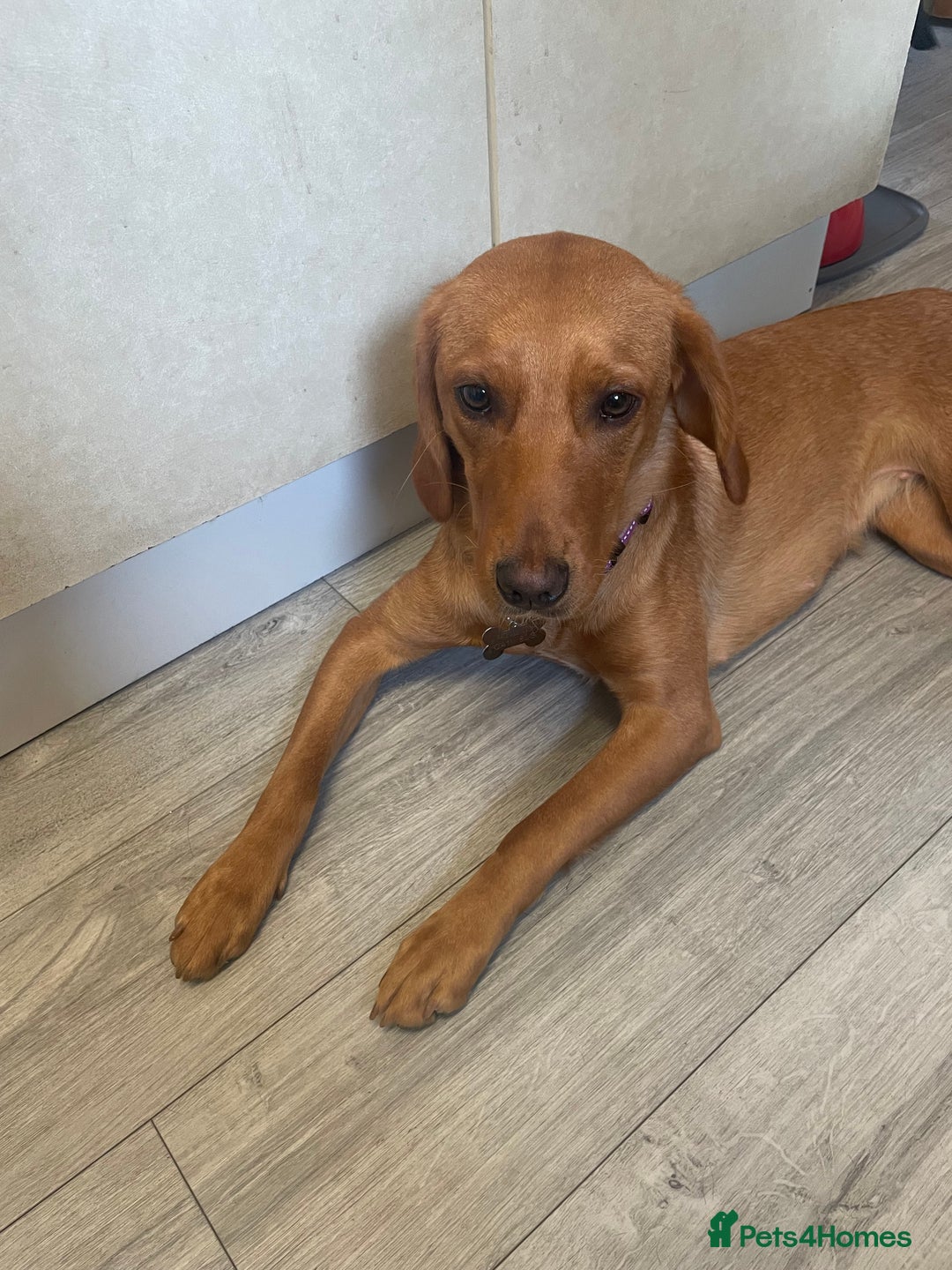Labrador Retriever dogs for sale: 11month Fox red lab pup- pls read description  - Image 5