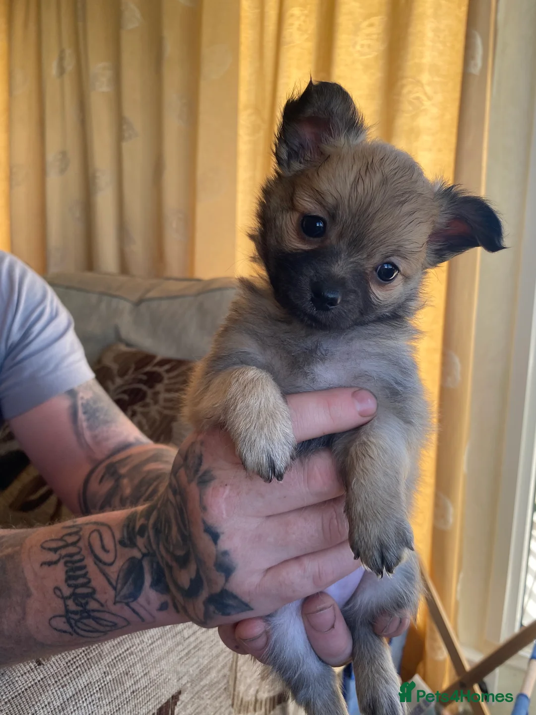 Pomchi dogs for sale: Pomeranian puppies  - Advert 2