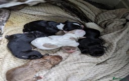Mixed Breed dogs for sale: Frenchie cross - Image 7