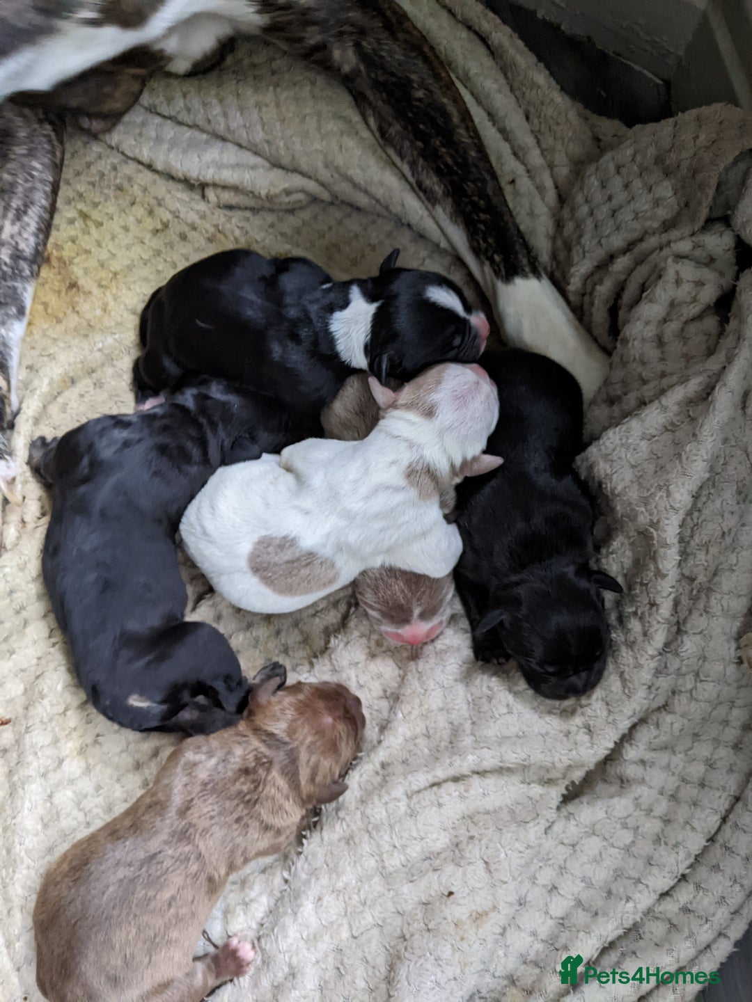 Mixed Breed dogs for sale: Frenchie cross - Image 7