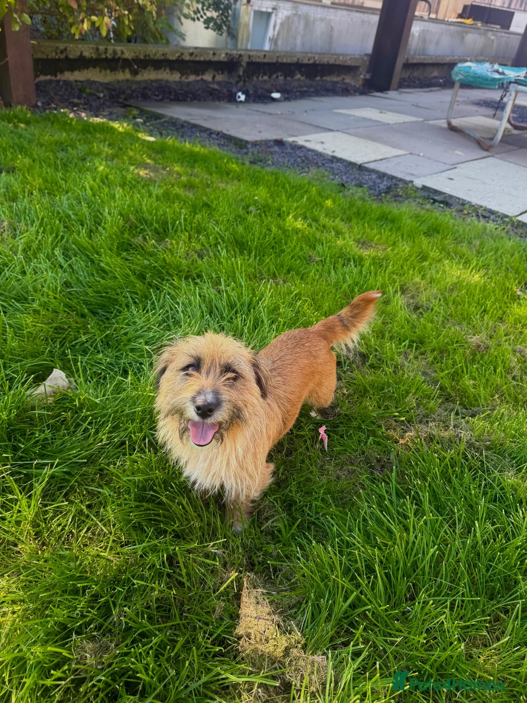 Jackapoo dogs for sale: JACKAPOO PUPPIES FOR SALE in Ilkeston - Advert 7