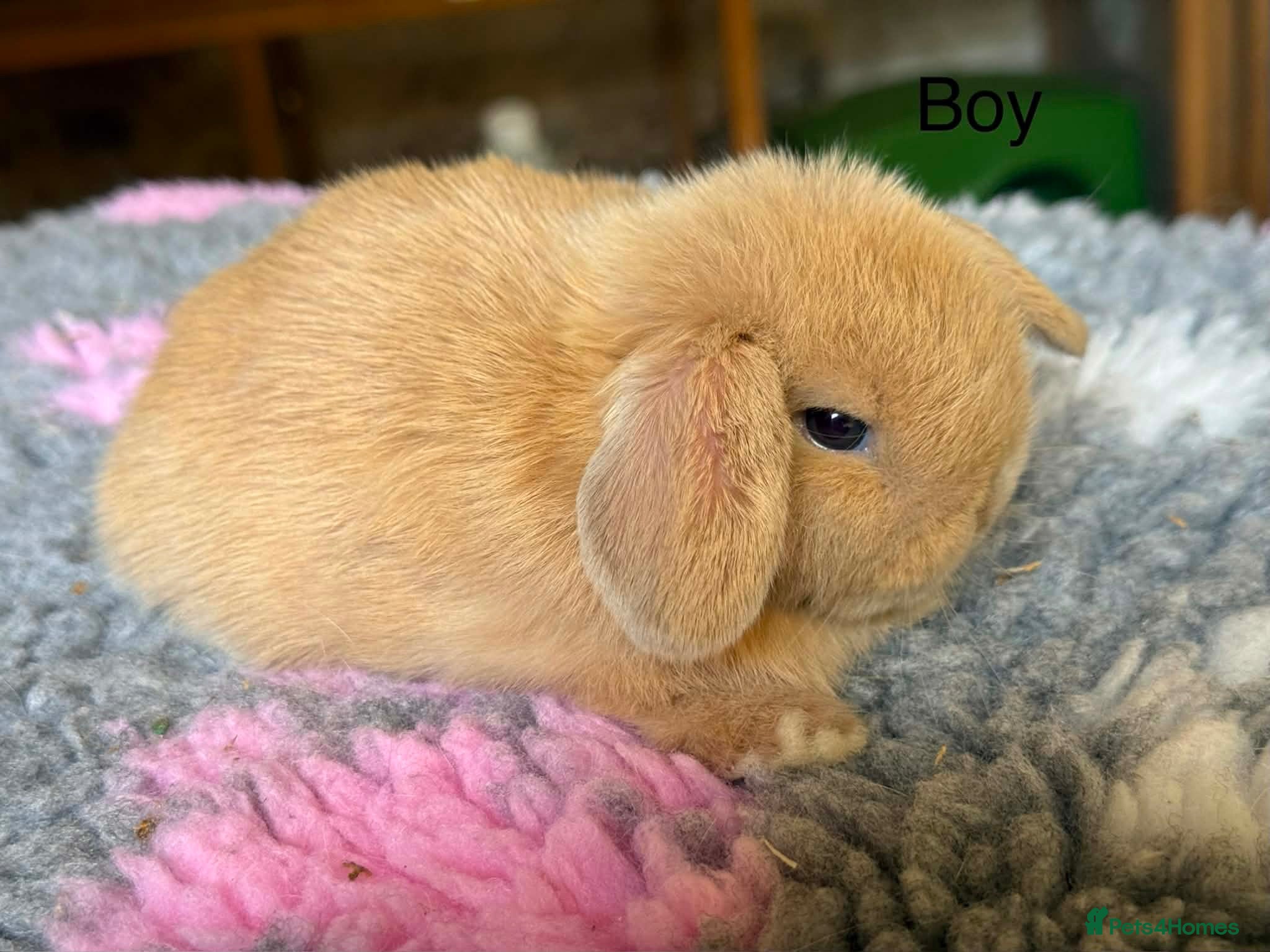 Mini Lop rabbits Stunning Mini Lop boy Ready to Leave on 4/9/26 - Advert 1
