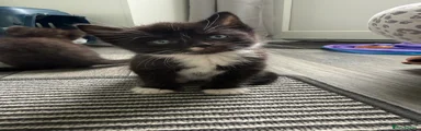 Mixed Breed Kitten 1
