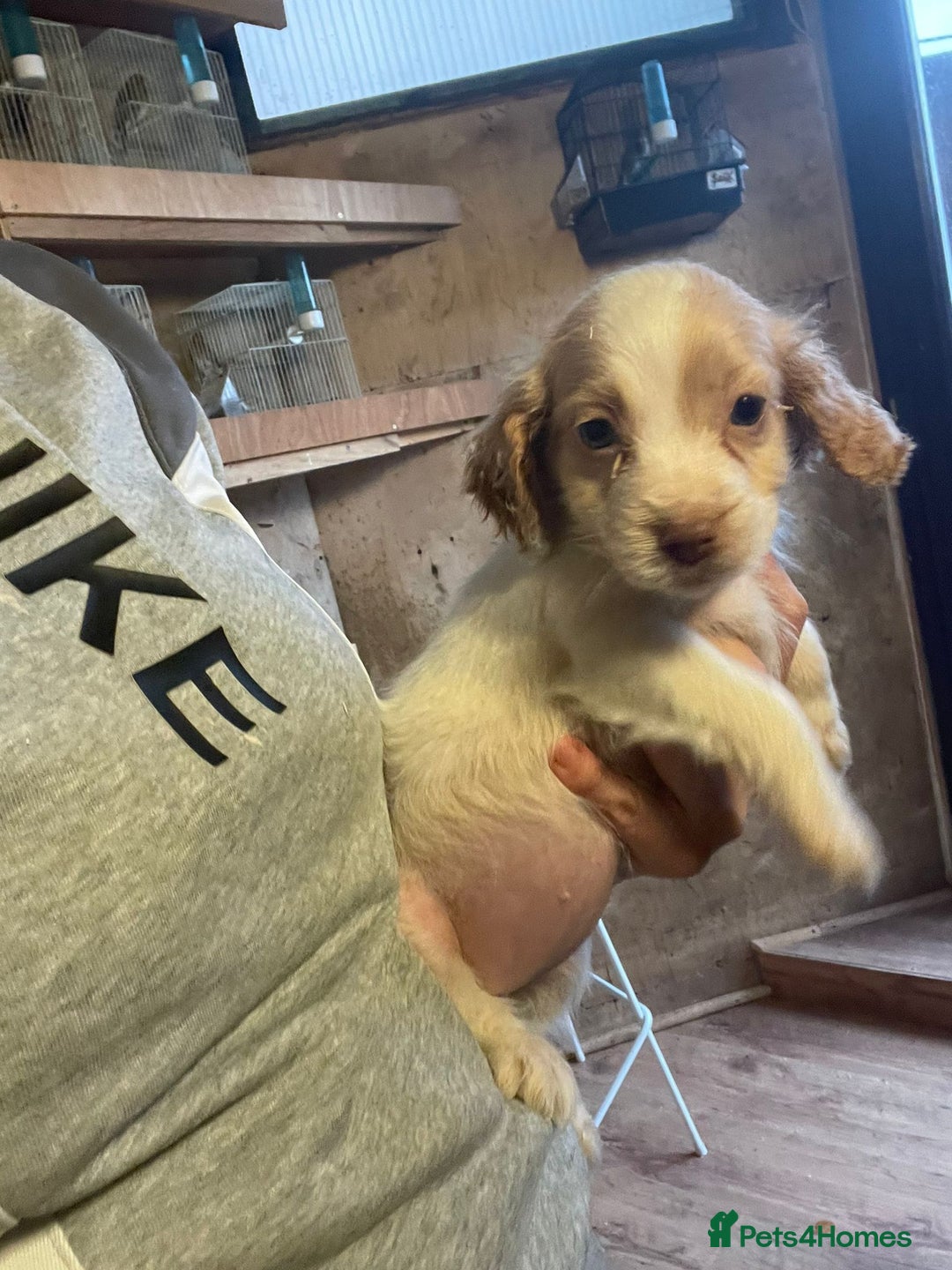 Cocker Spaniel dogs for sale: 3 loving boy cocker spaniels  - Advert 8