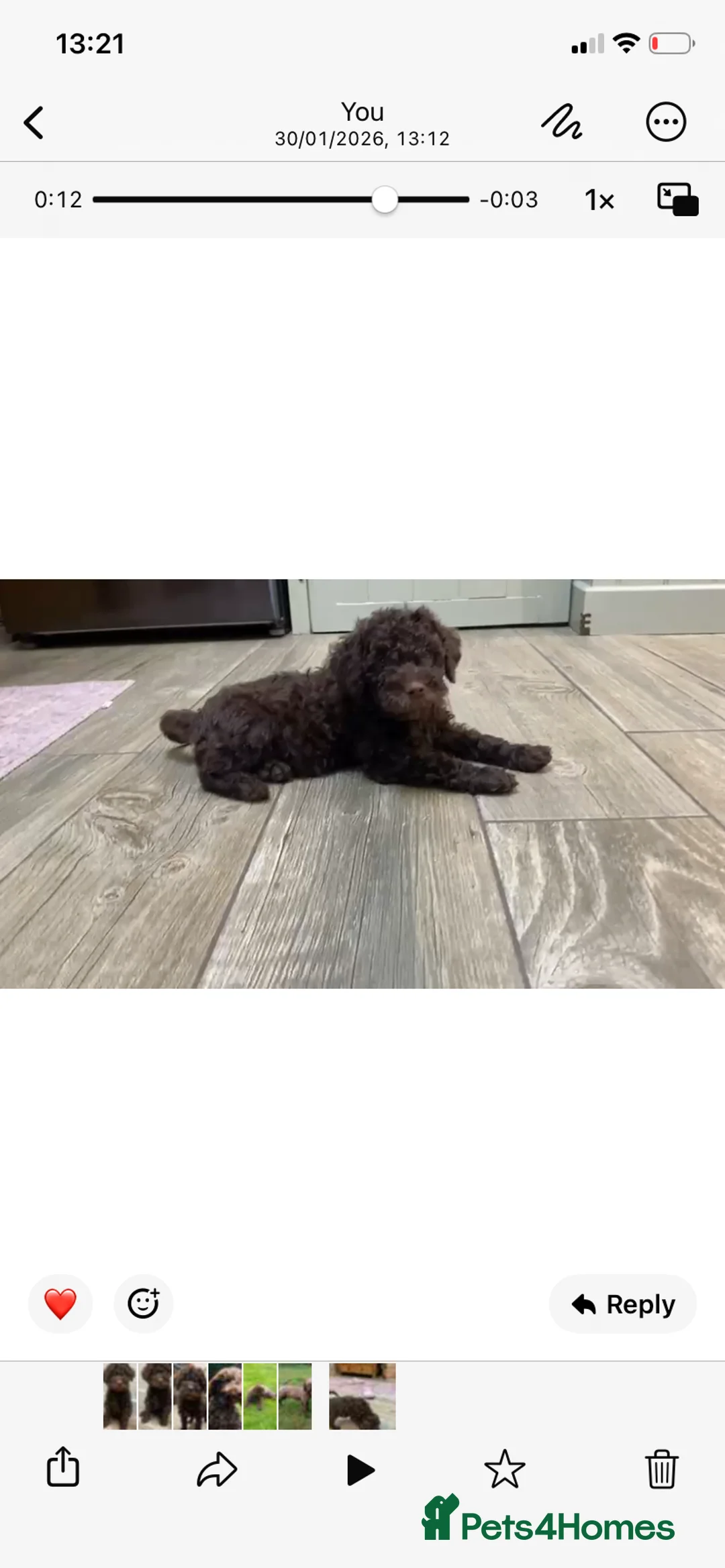 Lagotto Romagnolo dogs for sale: Lagotto romagnolo Puppies  - Advert 8