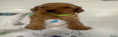 Cockapoo 5