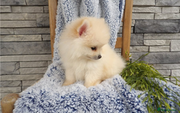 Pomeranian dogs for sale: Beautiful Champion Pomeranian Puppies – Ready Now - Image 11