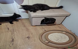 Mixed Breed cats for sale: Black mixed breed kittens - Image 12