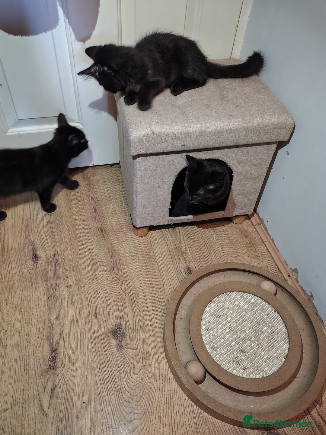Mixed Breed cats for sale: Black mixed breed kittens - Image 12