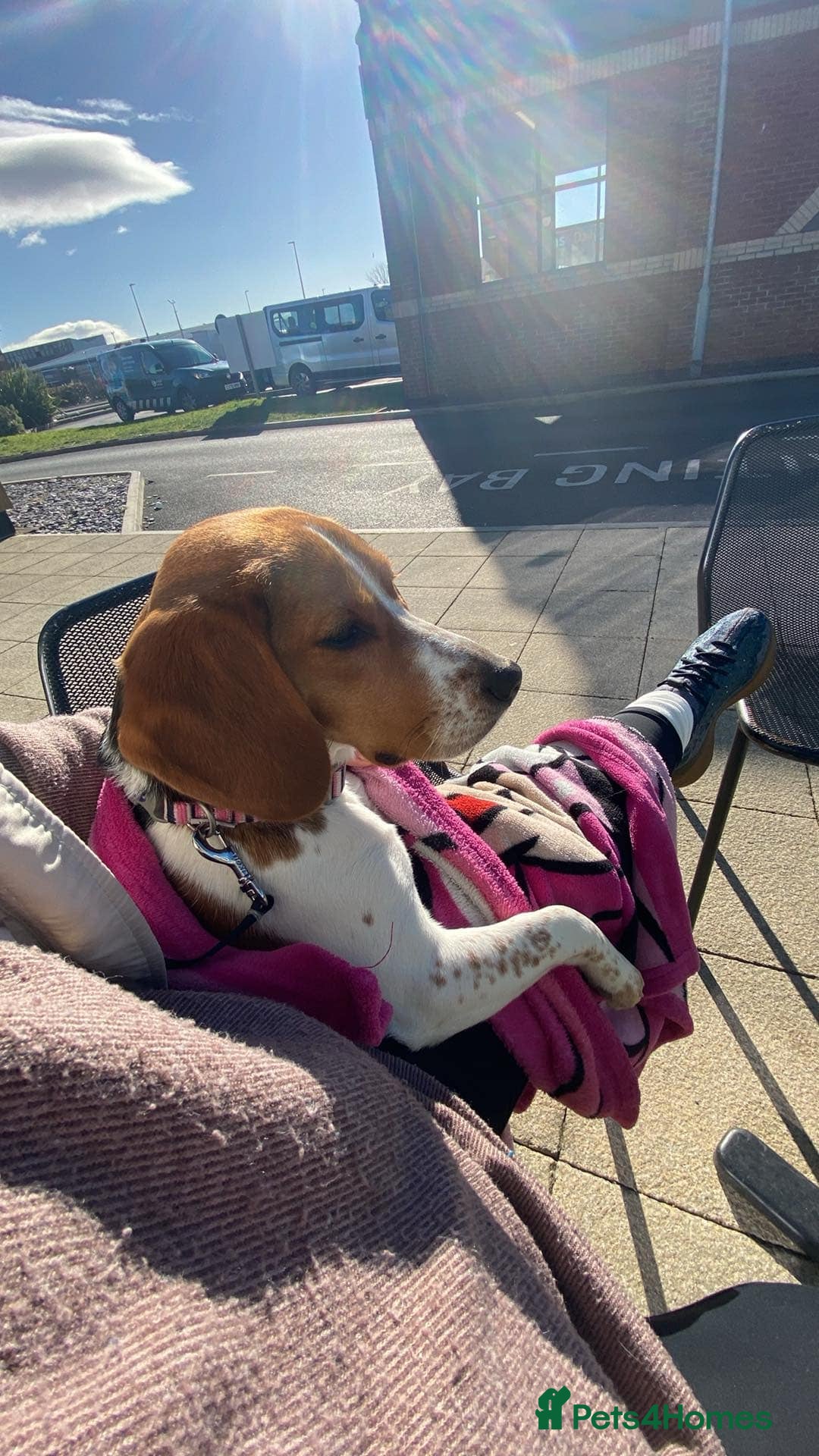 Beagle dogs for sale: Beautiful Beagle looking for a new home - Advert 5
