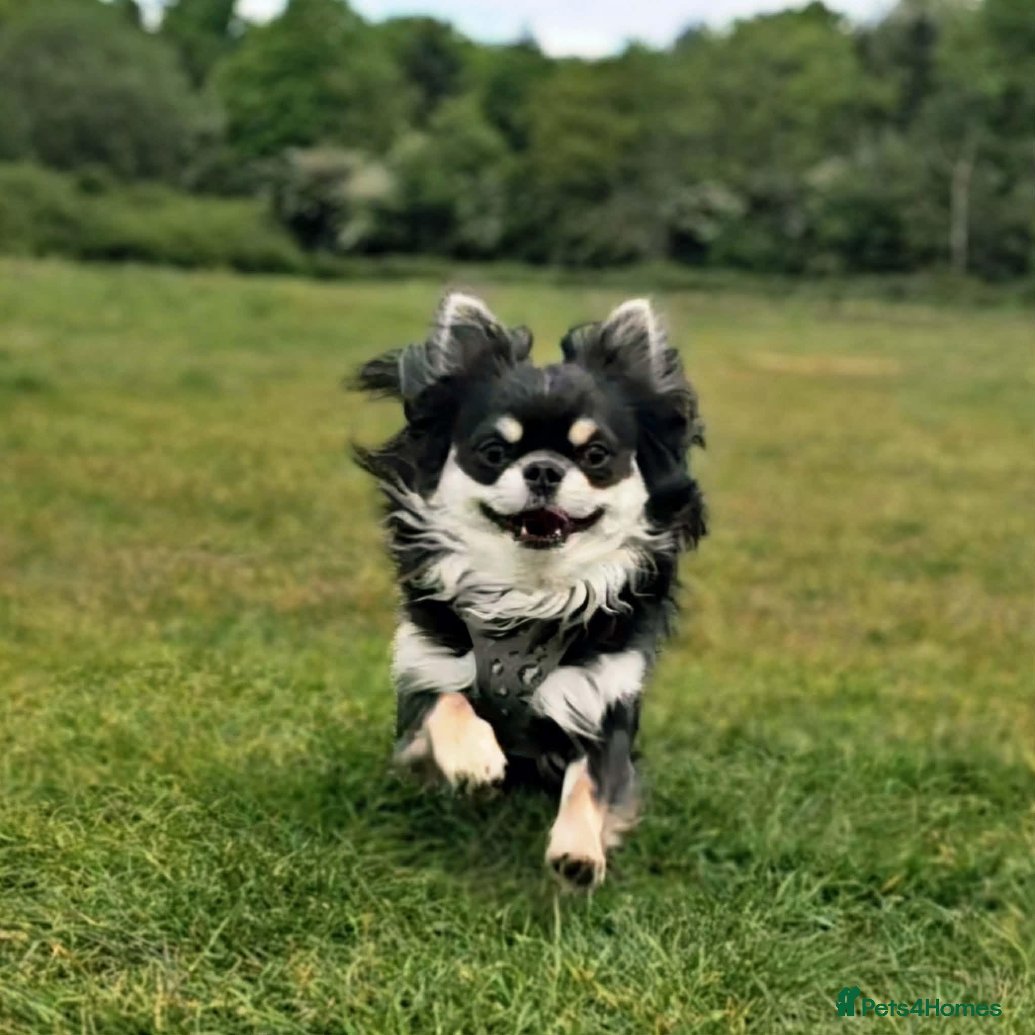 Chihuahua dogs For Stud - Advert 2