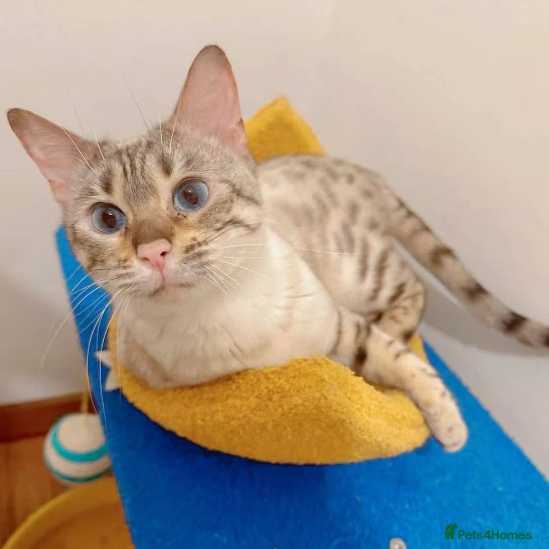 Bengal cats for sale: Pedigree Snow Bengal Kittens with TICA - Image 6