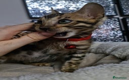 Bengal cats for sale: READY REDUCED TICA Genetic/Health Tested Bengals - Image 15